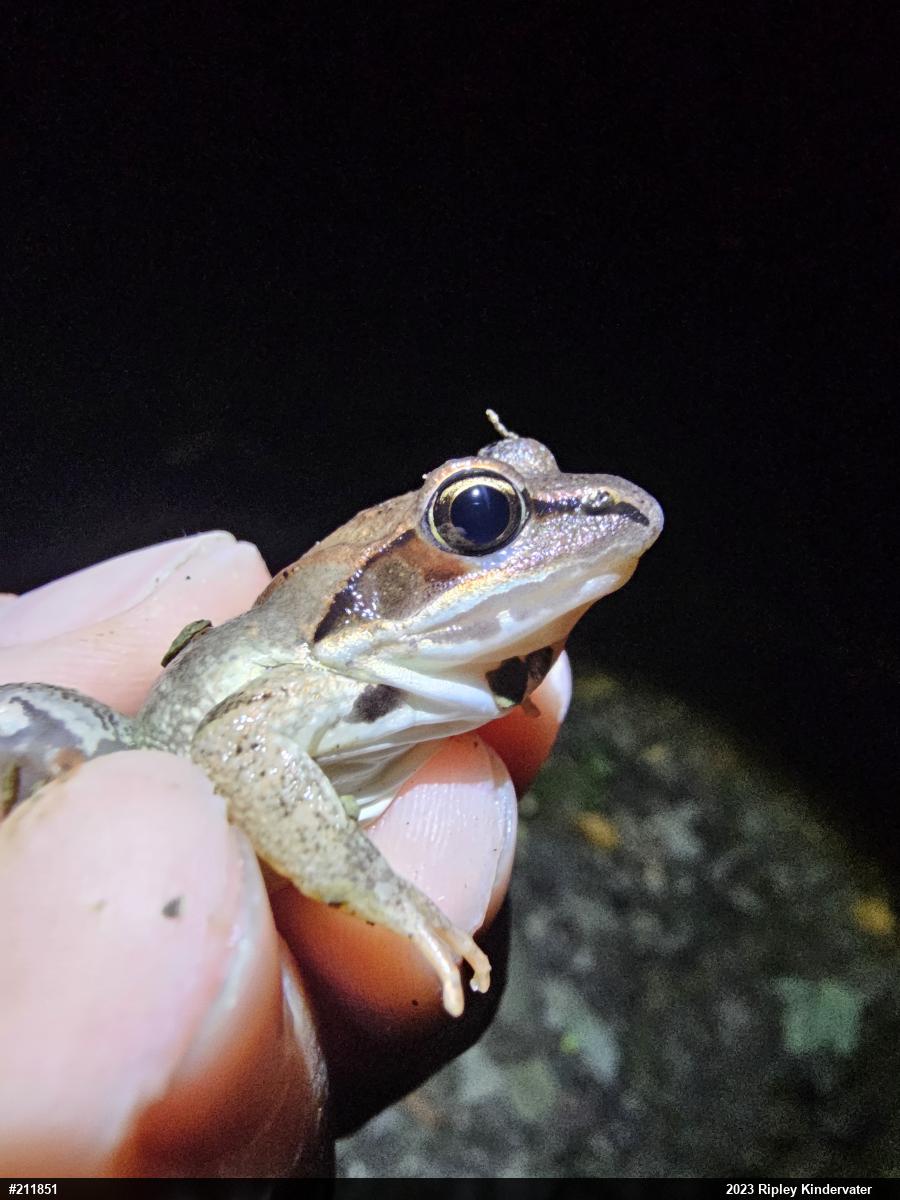 Wood Frog