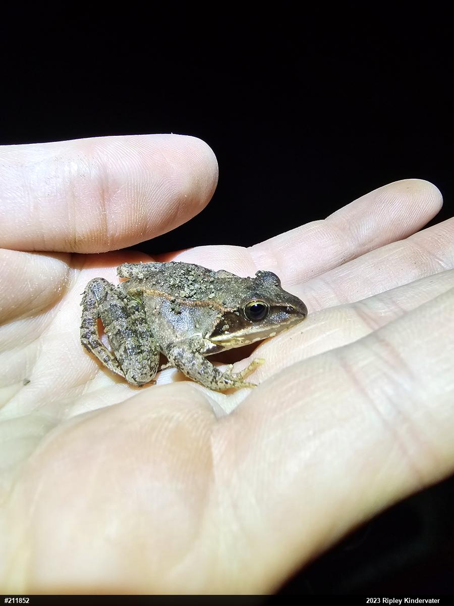 Wood Frog