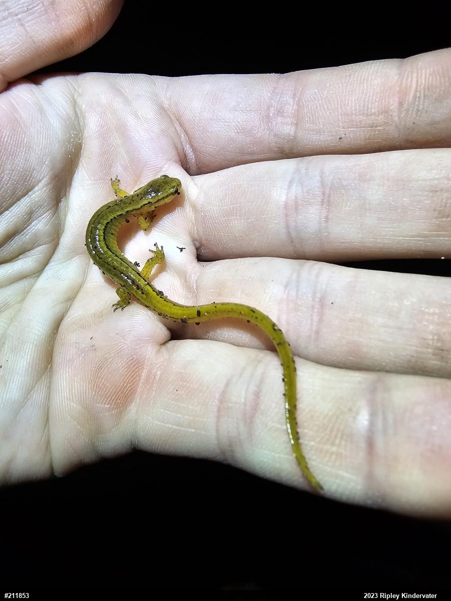 Northern Two-lined Salamander