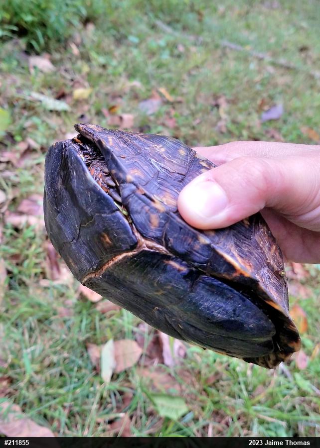 Eastern Box Turtle
