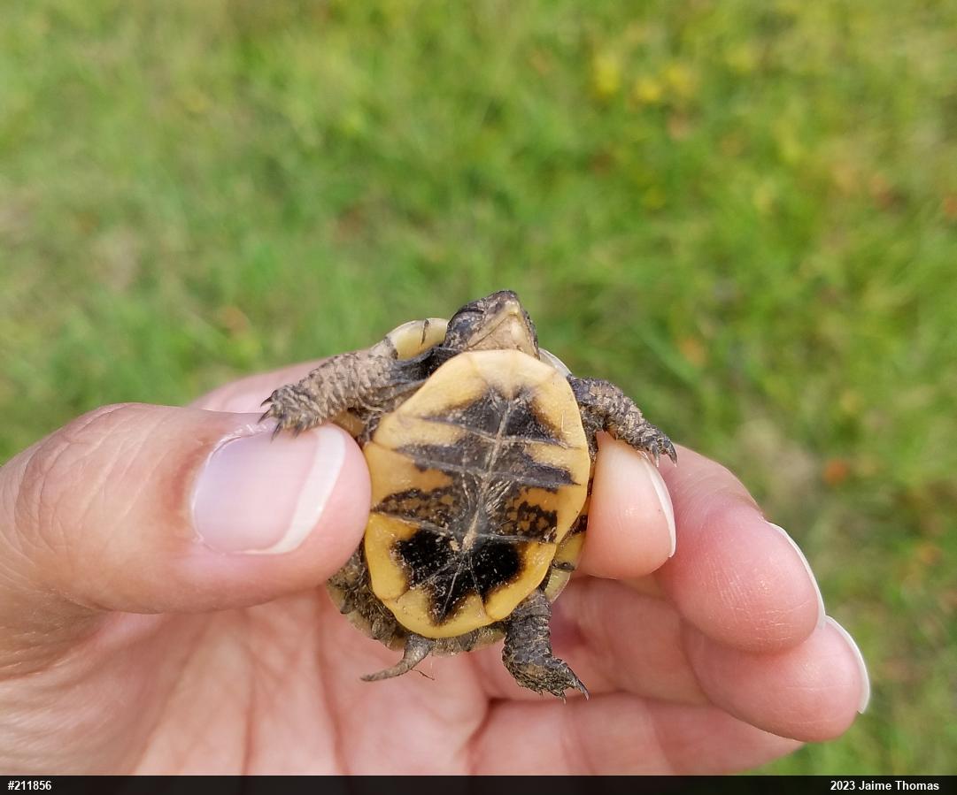 Eastern Box Turtle