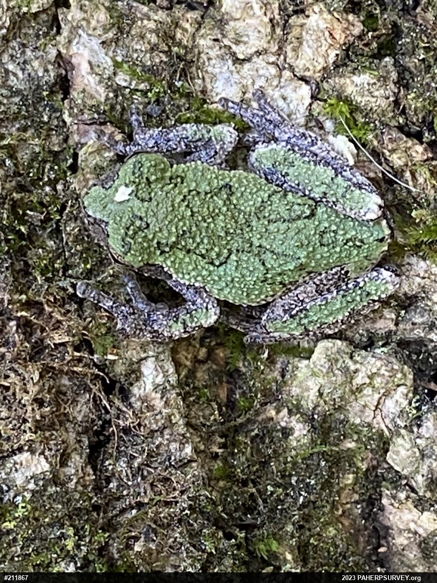 Unknown Gray Treefrog