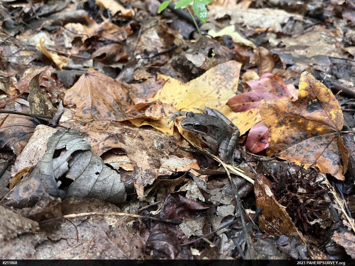 Wood Frog