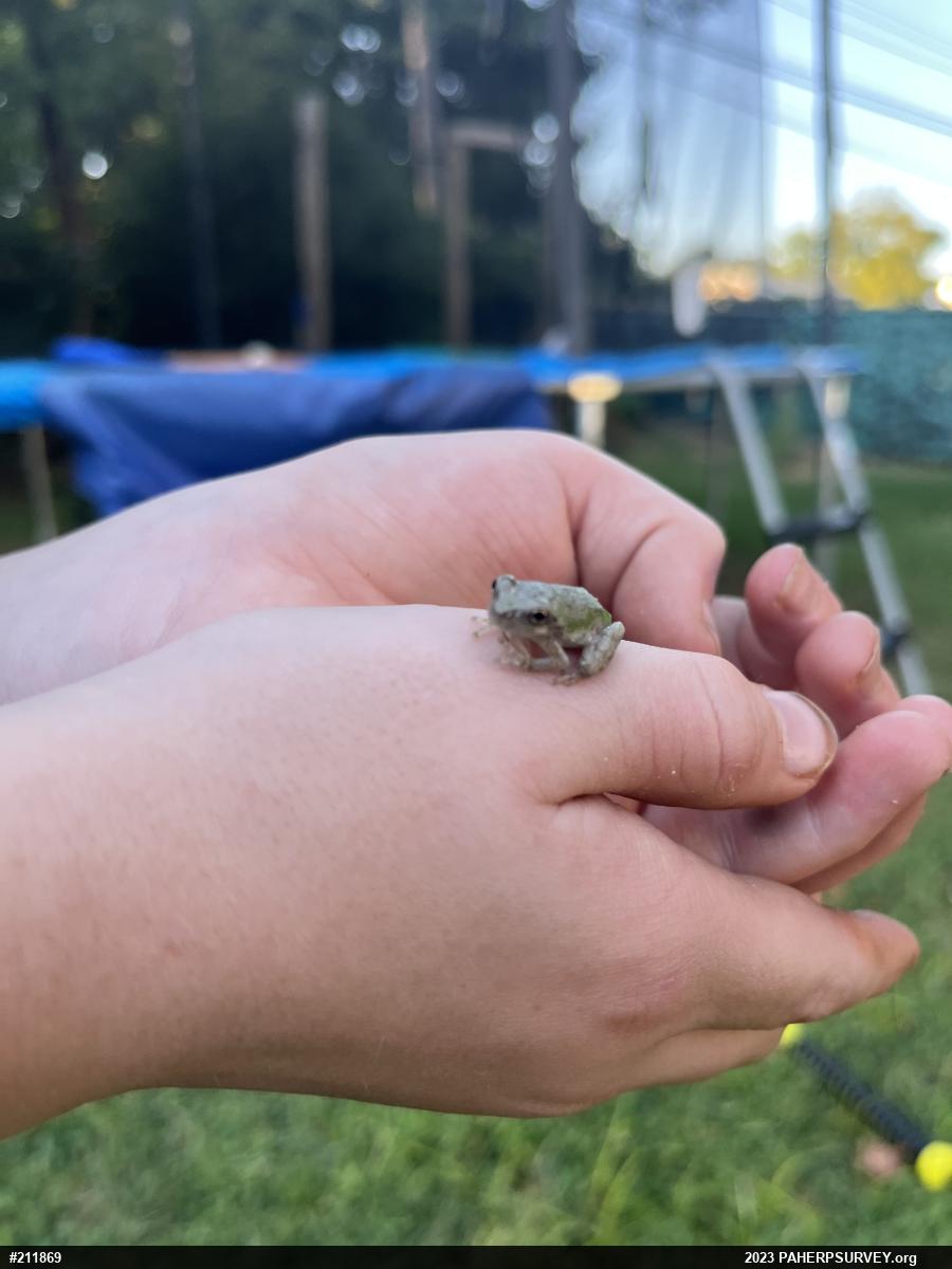 Unknown Gray Treefrog