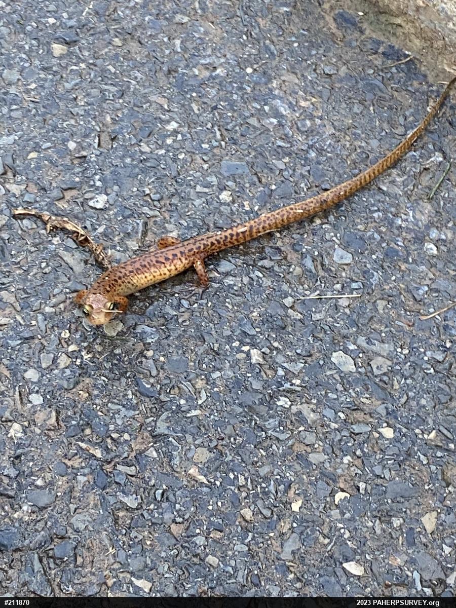 Eastern Long-tailed Salamander