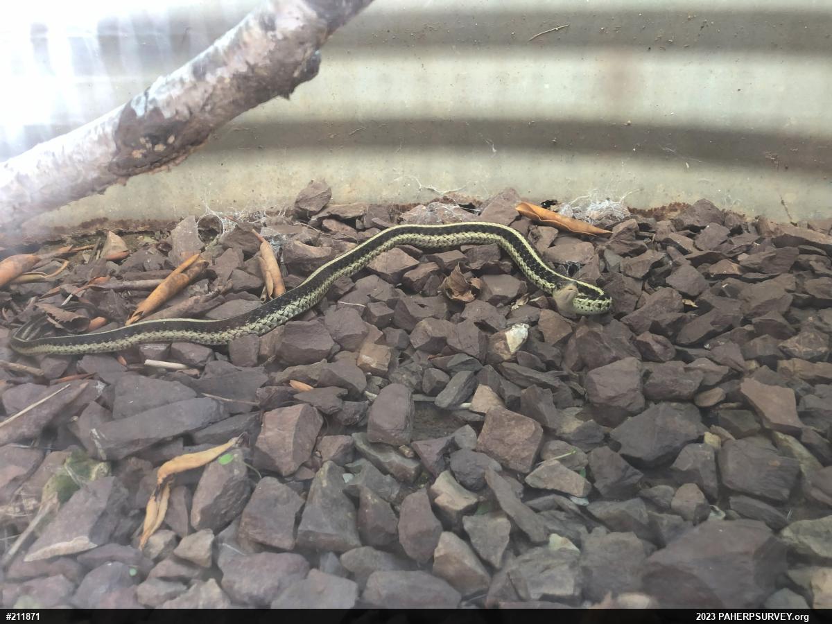 Eastern Gartersnake