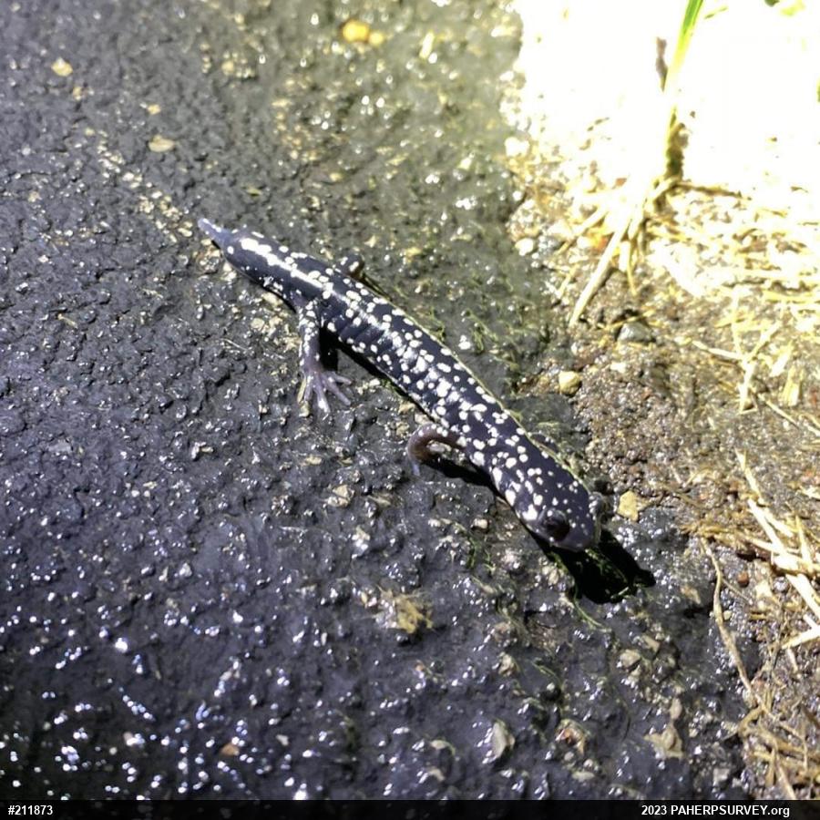 Northern Slimy Salamander