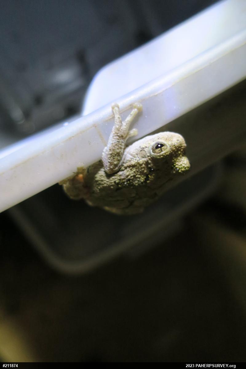 Unknown Gray Treefrog