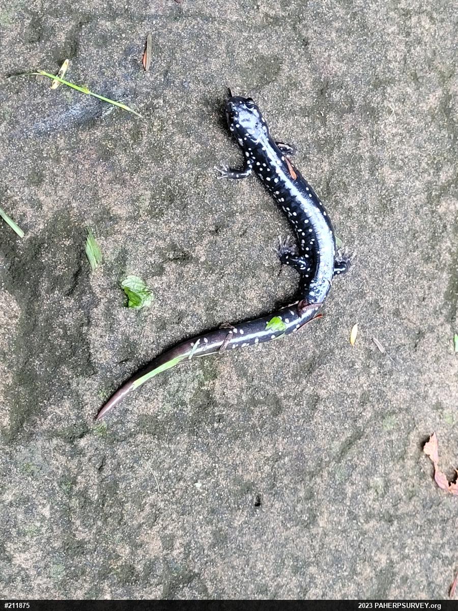 Northern Slimy Salamander