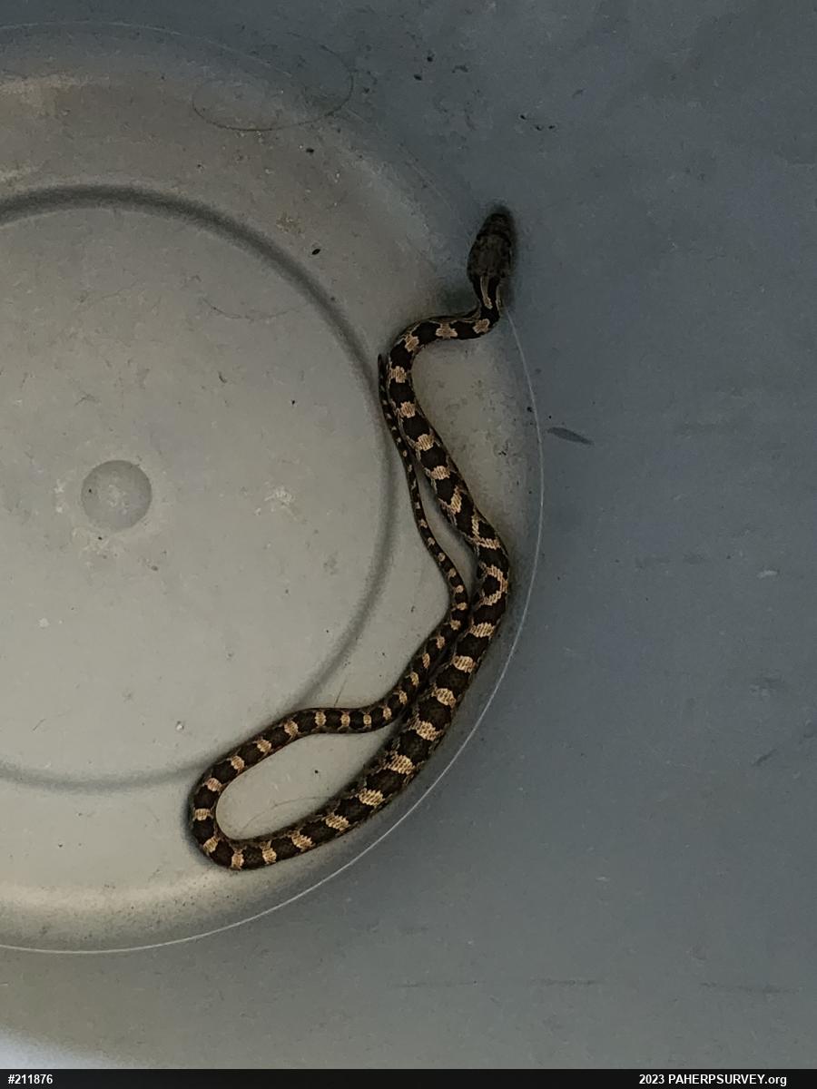 Eastern Ratsnake