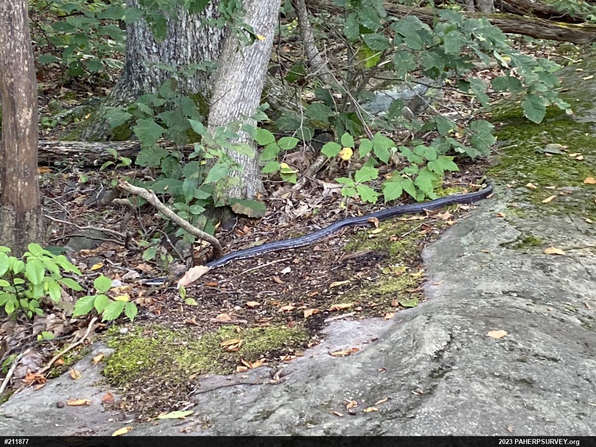 Eastern Ratsnake