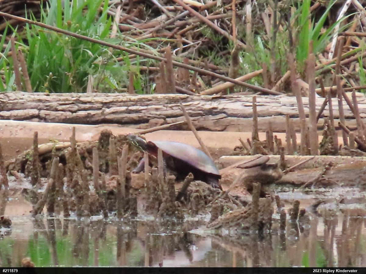 Painted Turtle