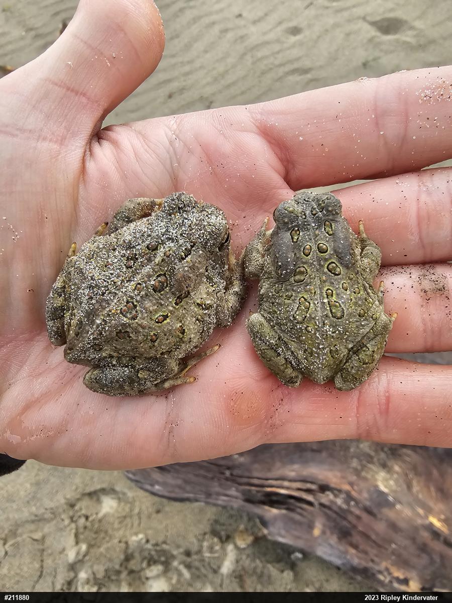 Fowler's Toad