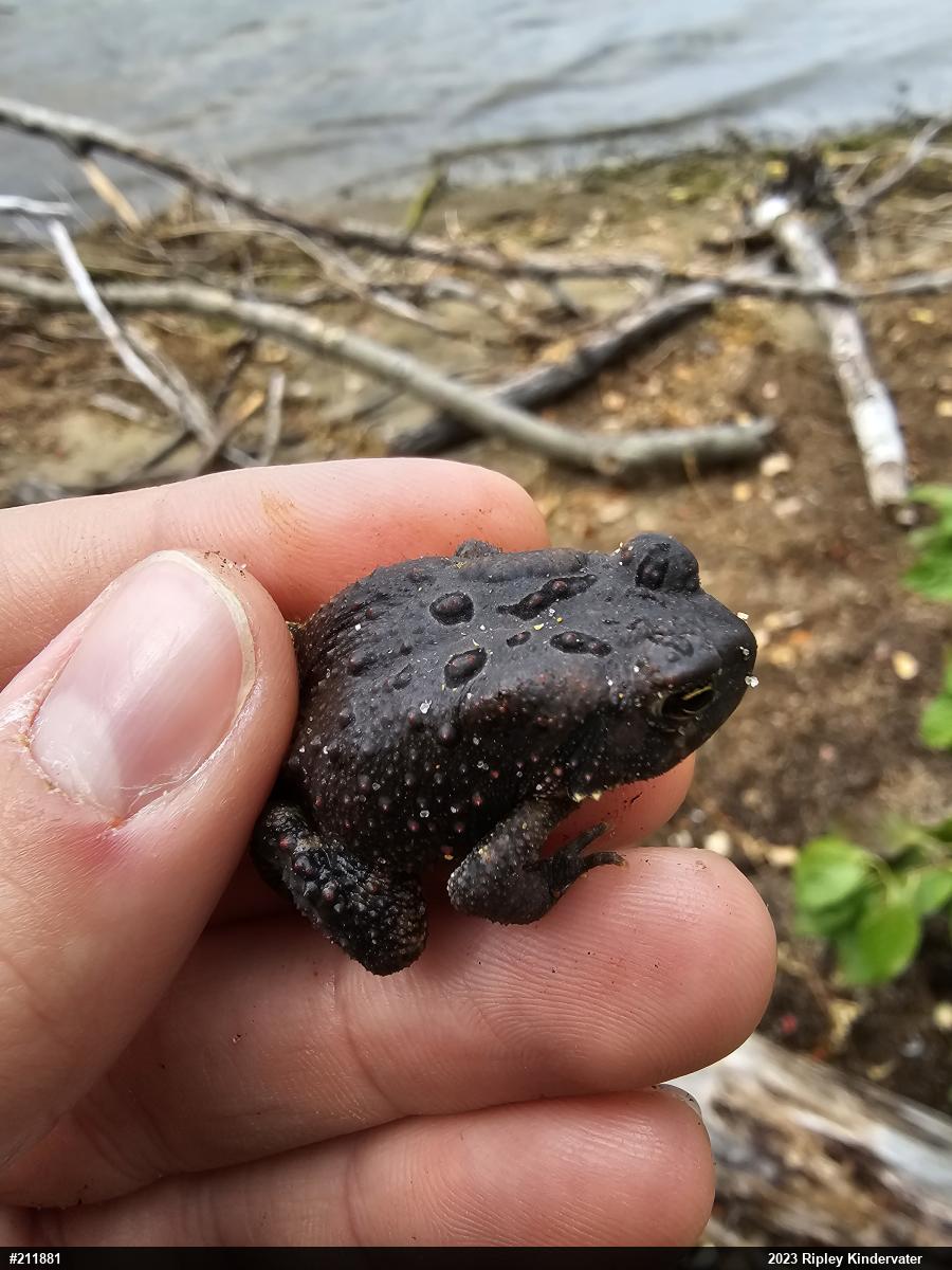 Eastern American Toad