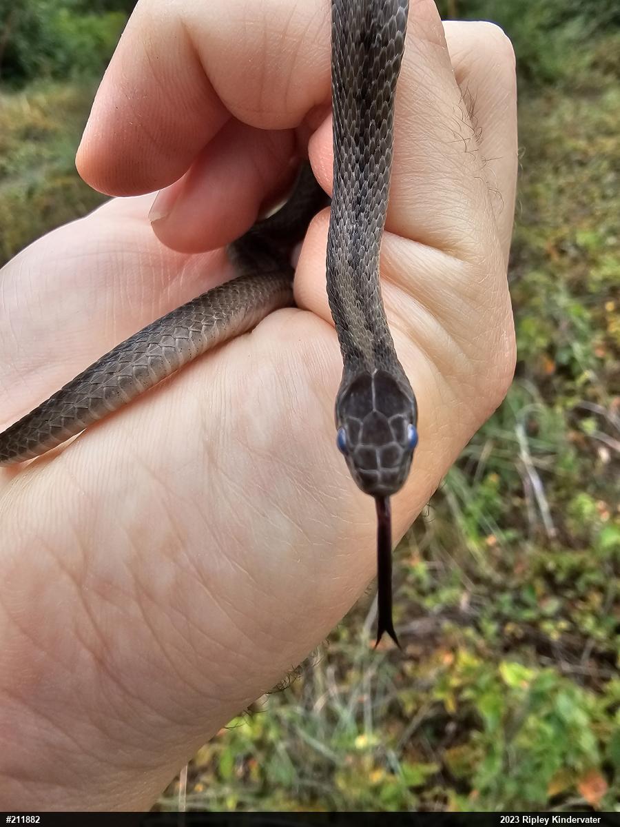 Dekay's Brownsnake