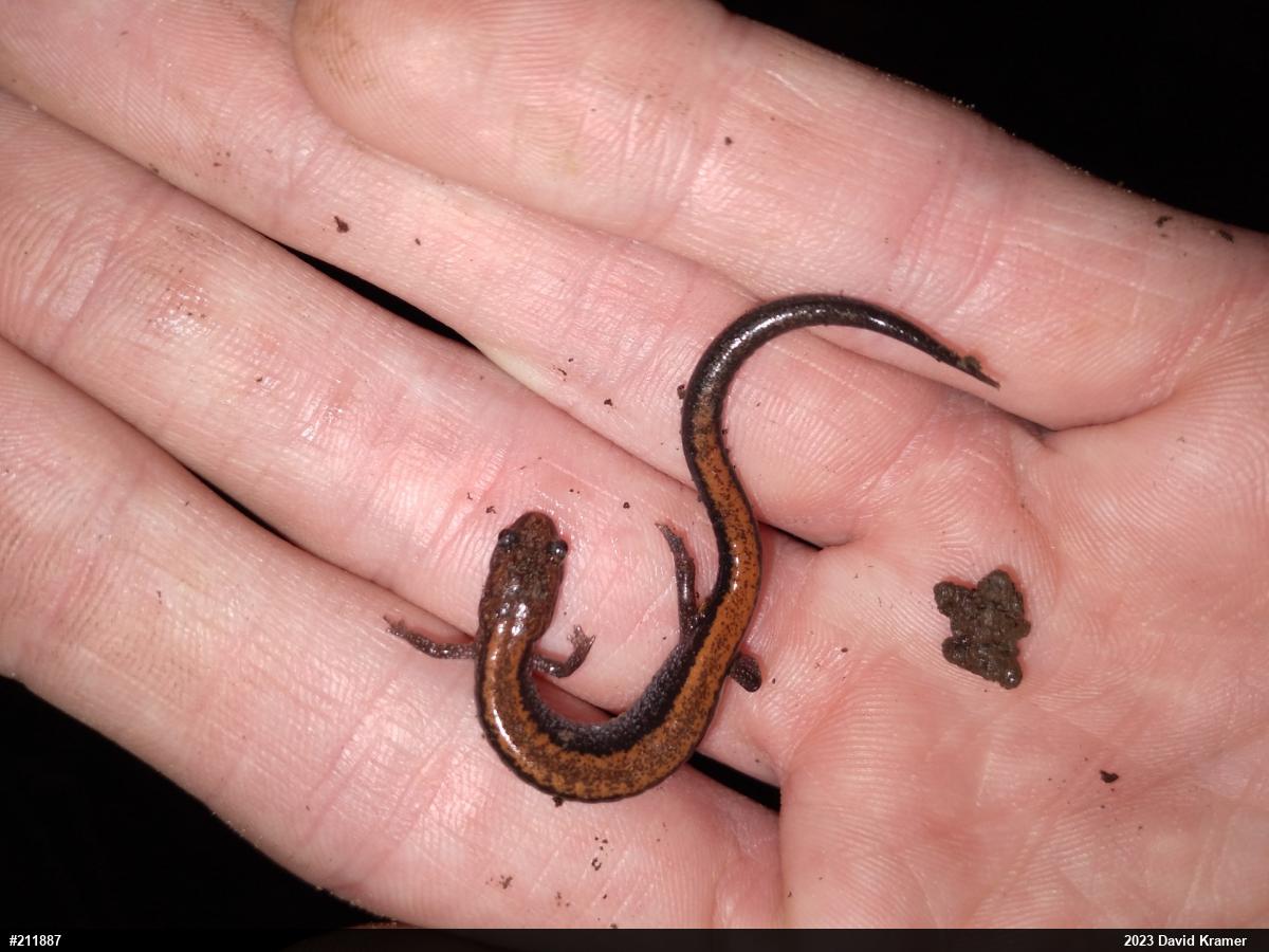 Eastern Red-backed  Salamander