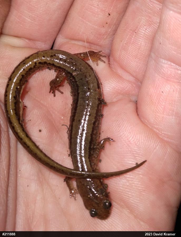 Northern Two-lined Salamander