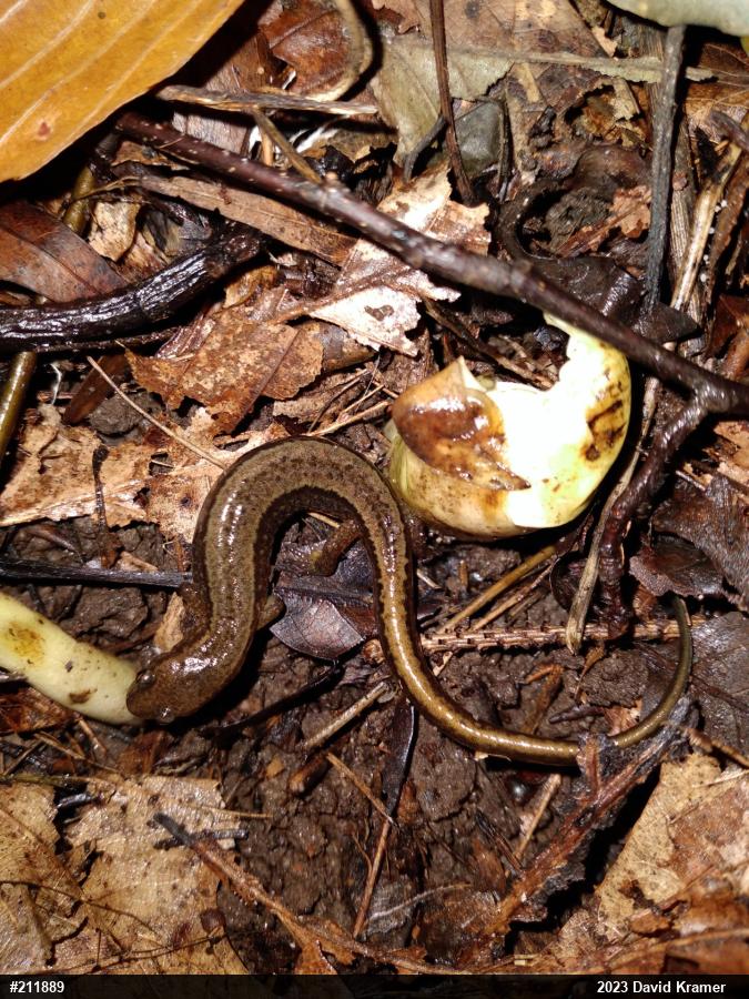 Northern Two-lined Salamander
