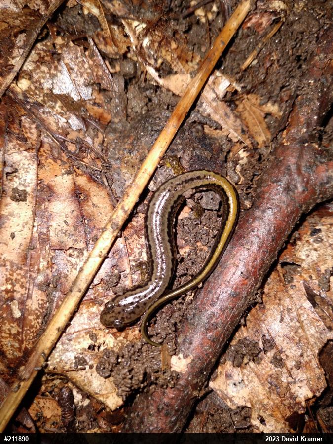 Northern Two-lined Salamander