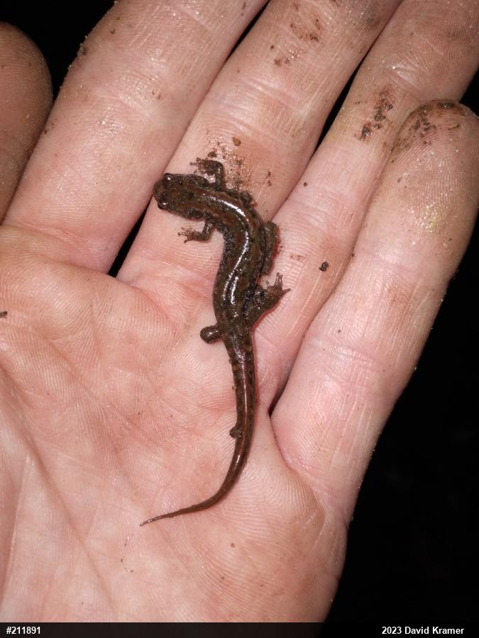 Northern Dusky Salamander