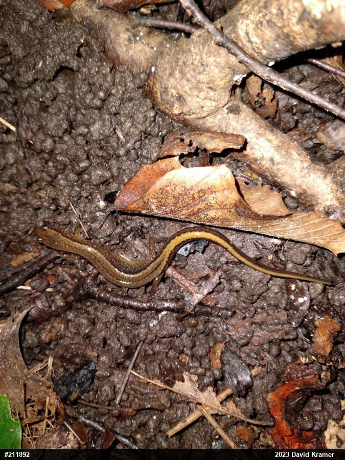 Northern Two-lined Salamander