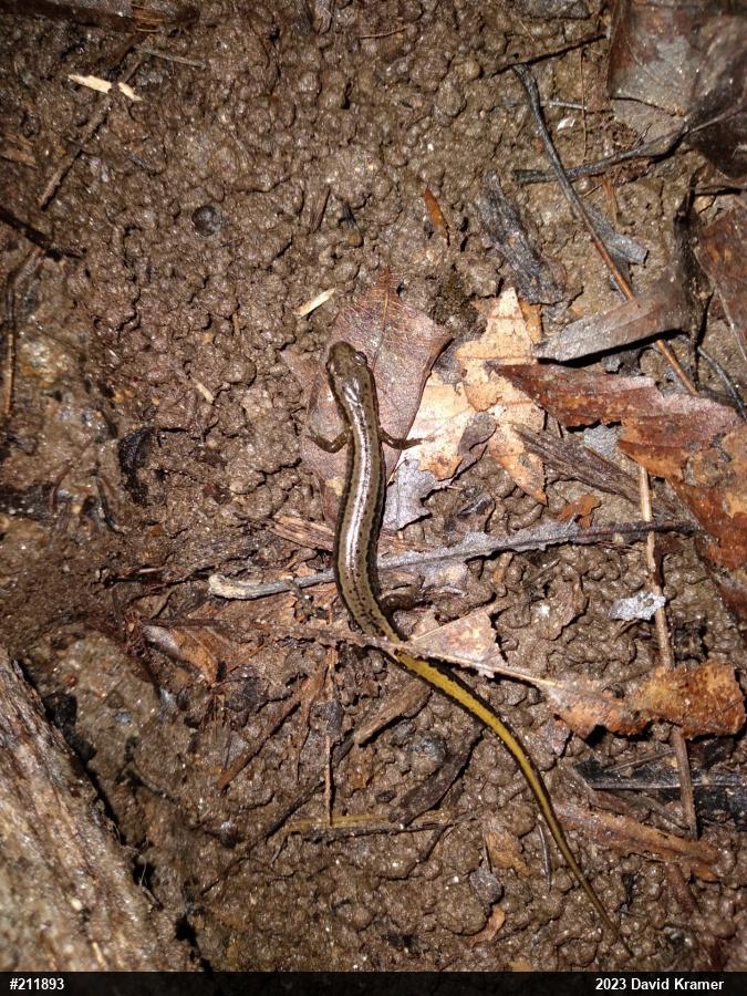 Northern Two-lined Salamander