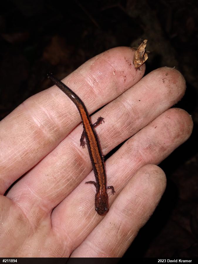 Eastern Red-backed  Salamander