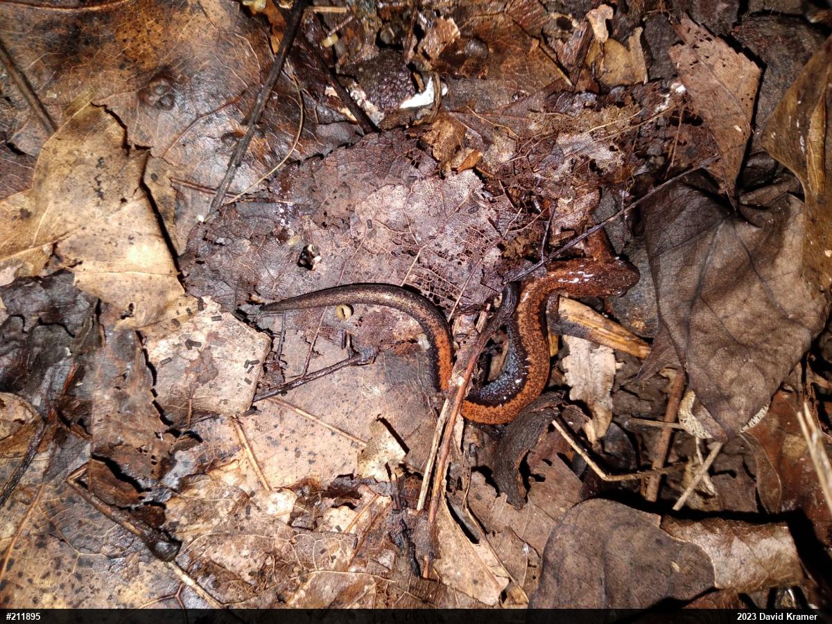 Eastern Red-backed  Salamander
