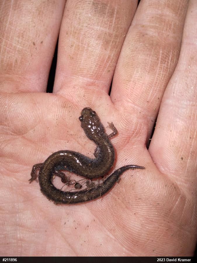 Eastern Red-backed  Salamander