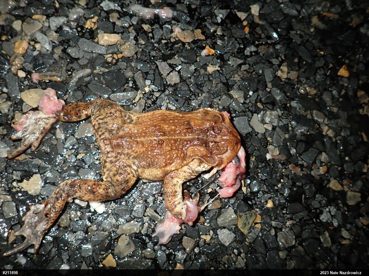 Eastern American Toad