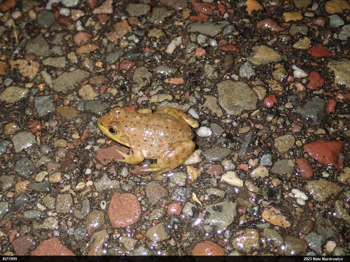 American Bullfrog