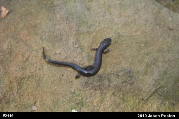 Northern Ravine Salamander