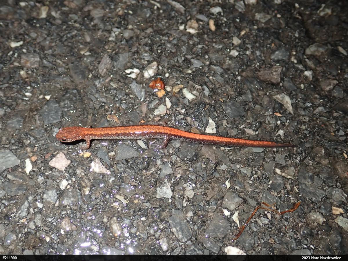 Eastern Red-backed  Salamander