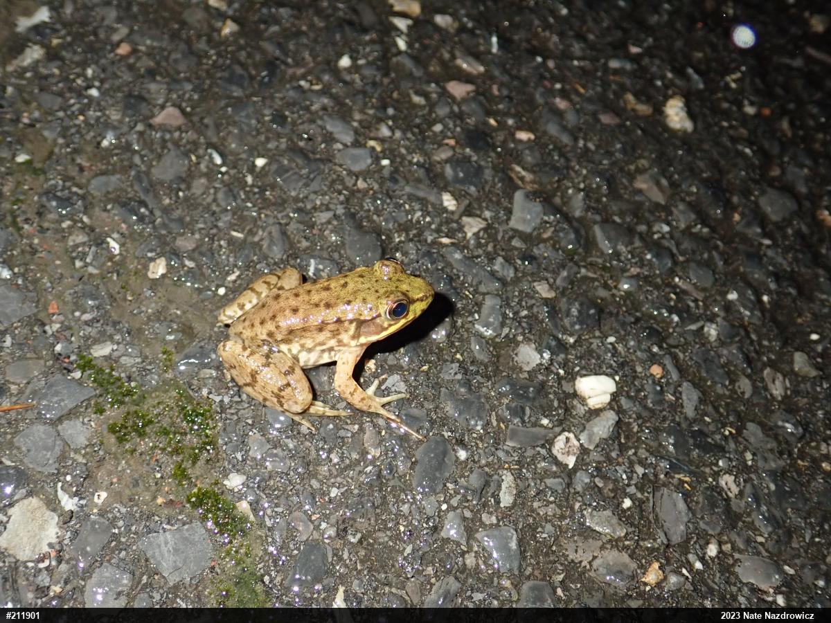Green Frog