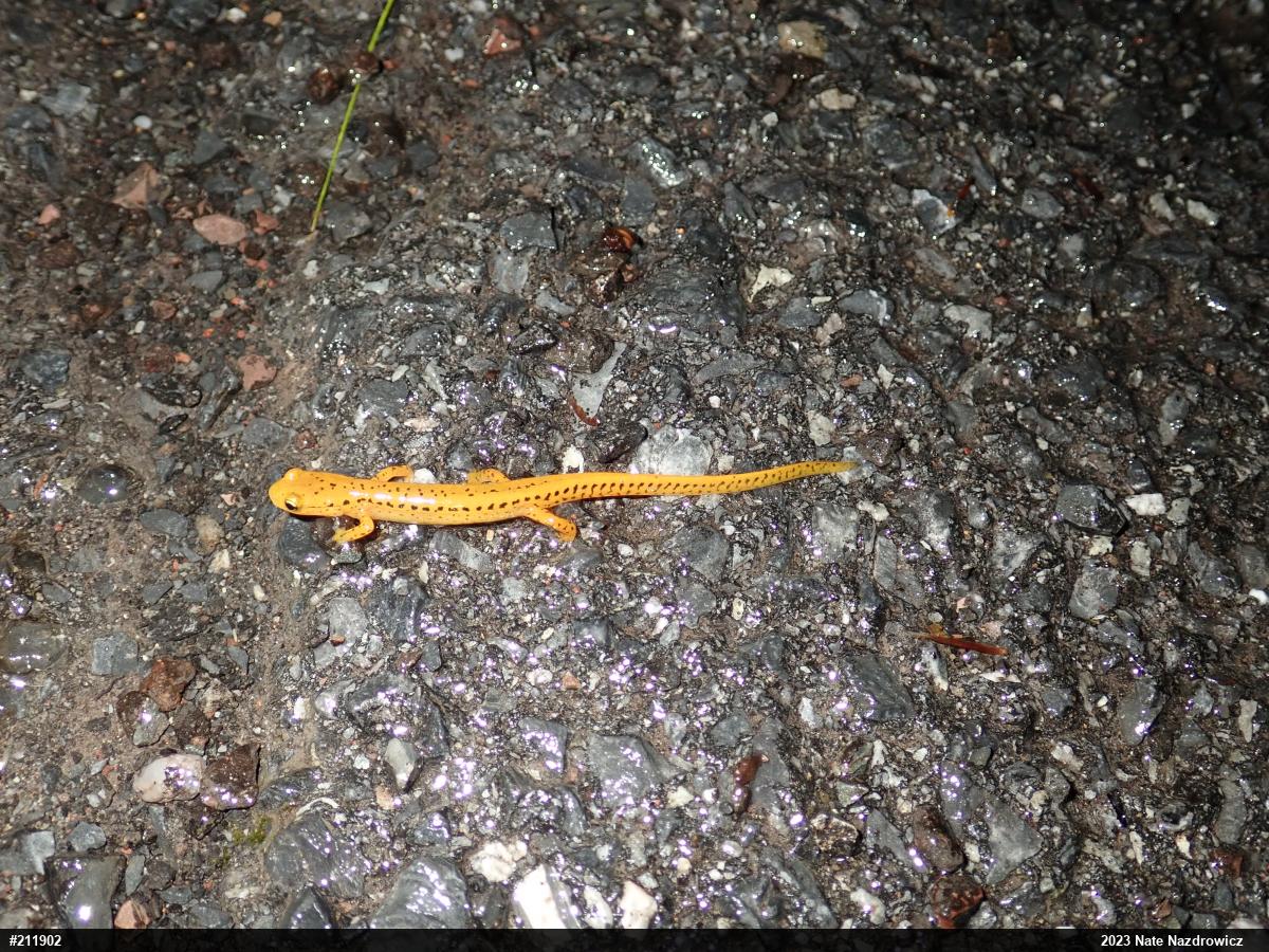 Eastern Long-tailed Salamander