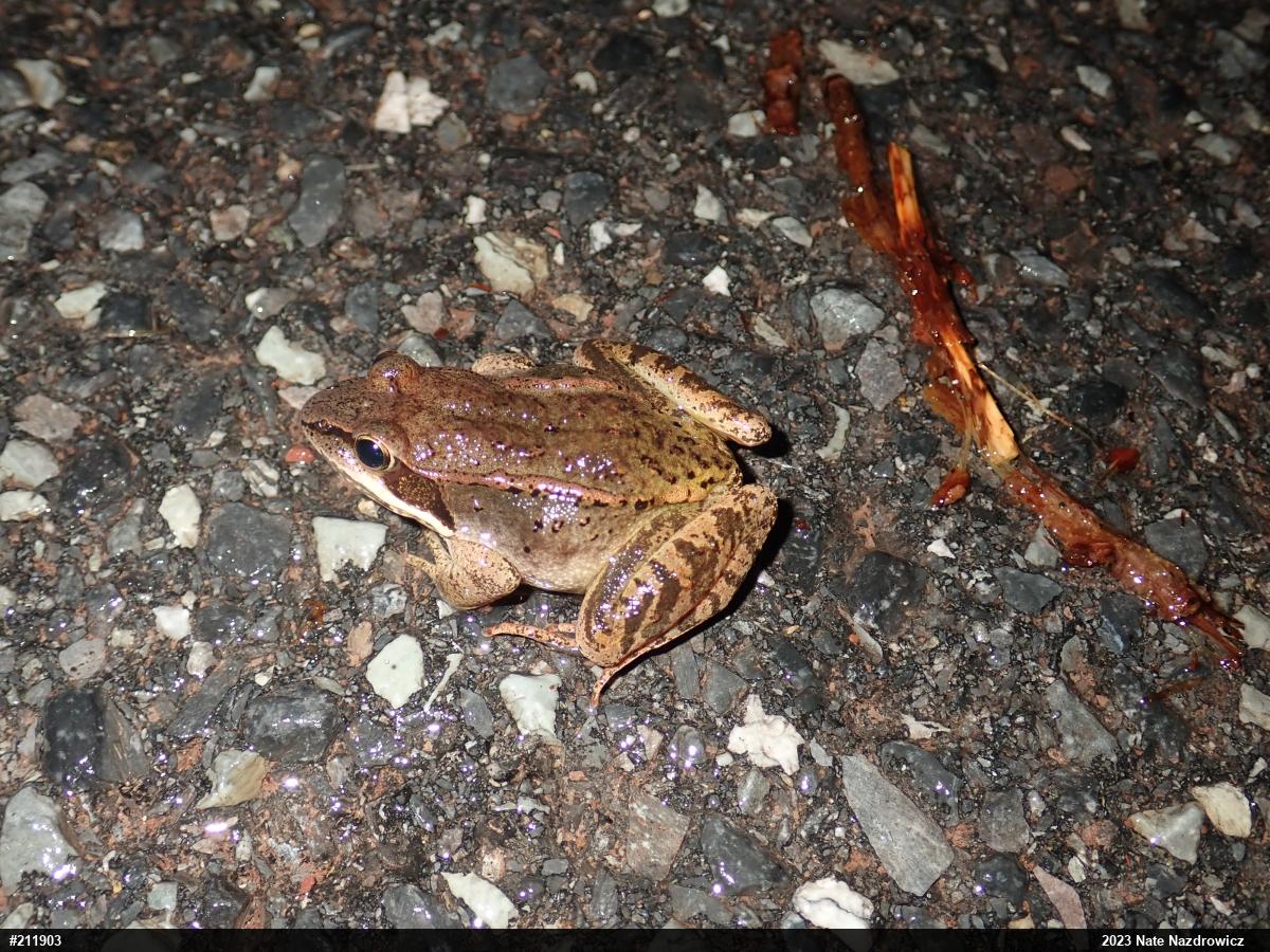 Wood Frog