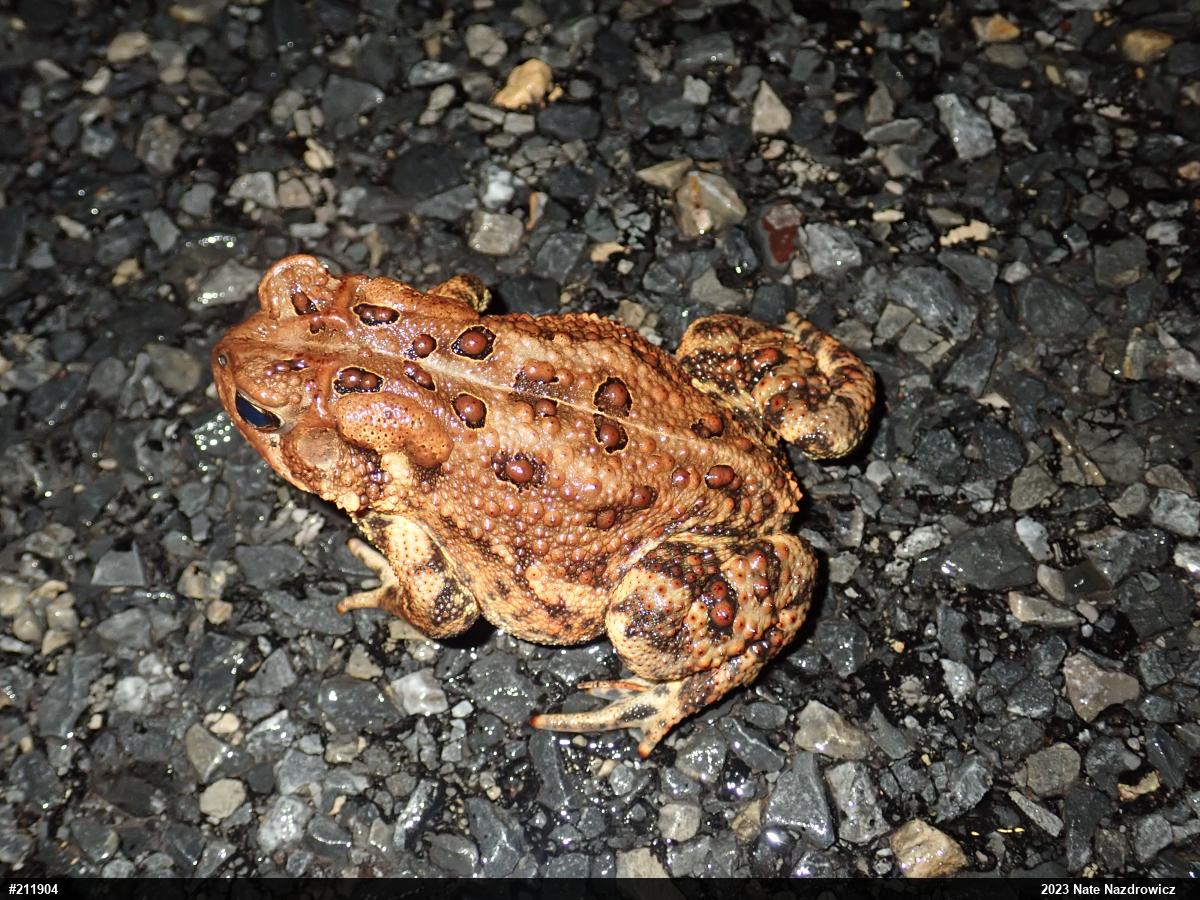 Eastern American Toad