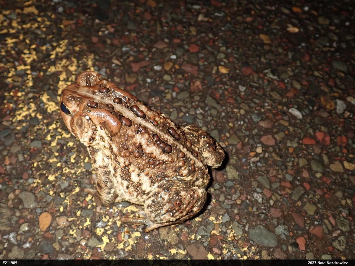 Eastern American Toad