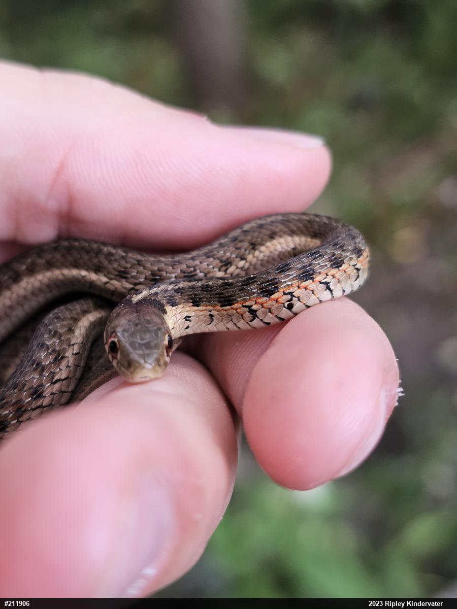 Eastern Gartersnake