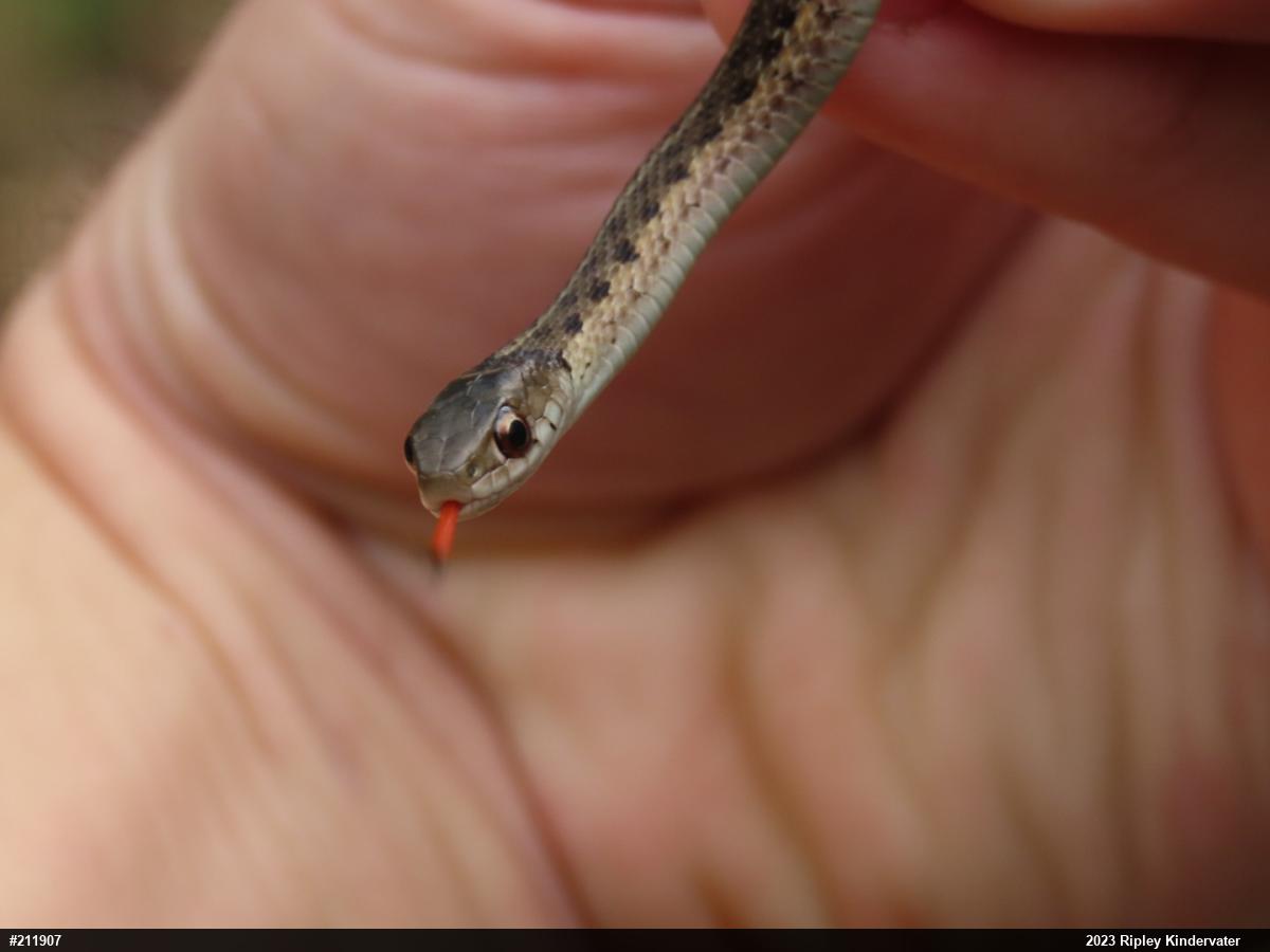 Eastern Gartersnake