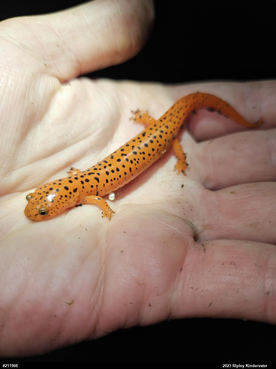 Northern Red Salamander
