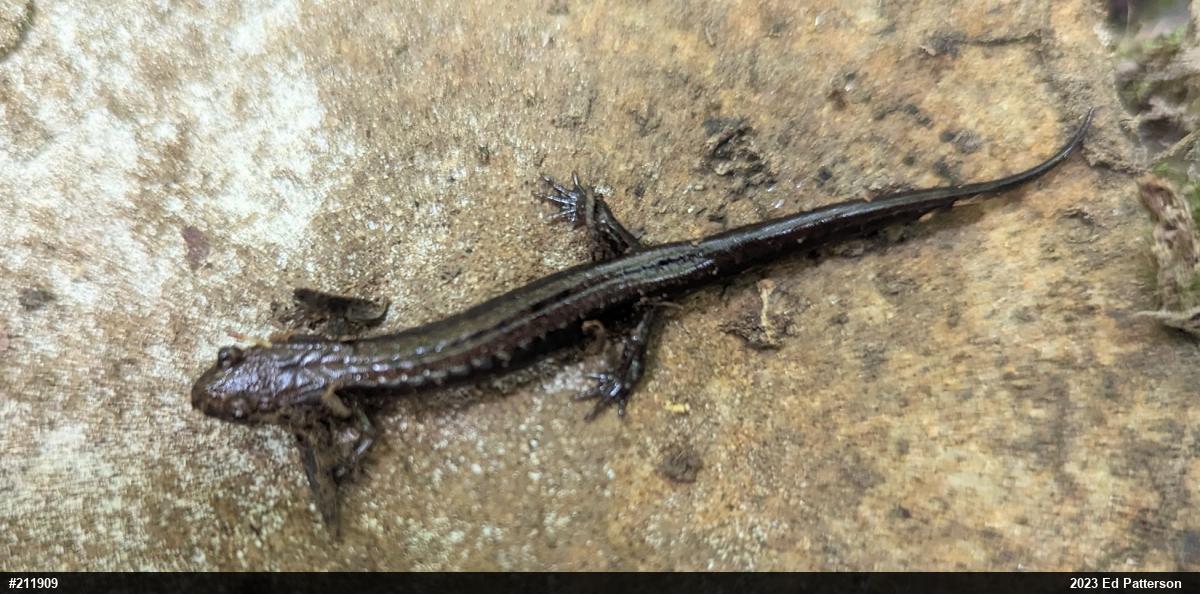 Allegheny Mountain Dusky Salamander