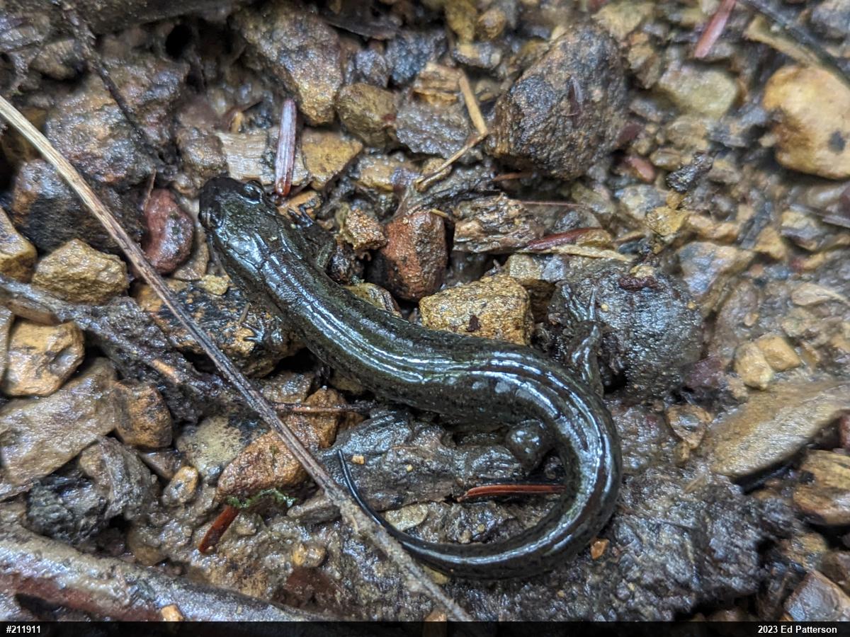 Northern Dusky Salamander