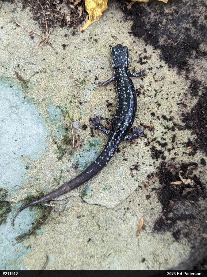 Northern Slimy Salamander