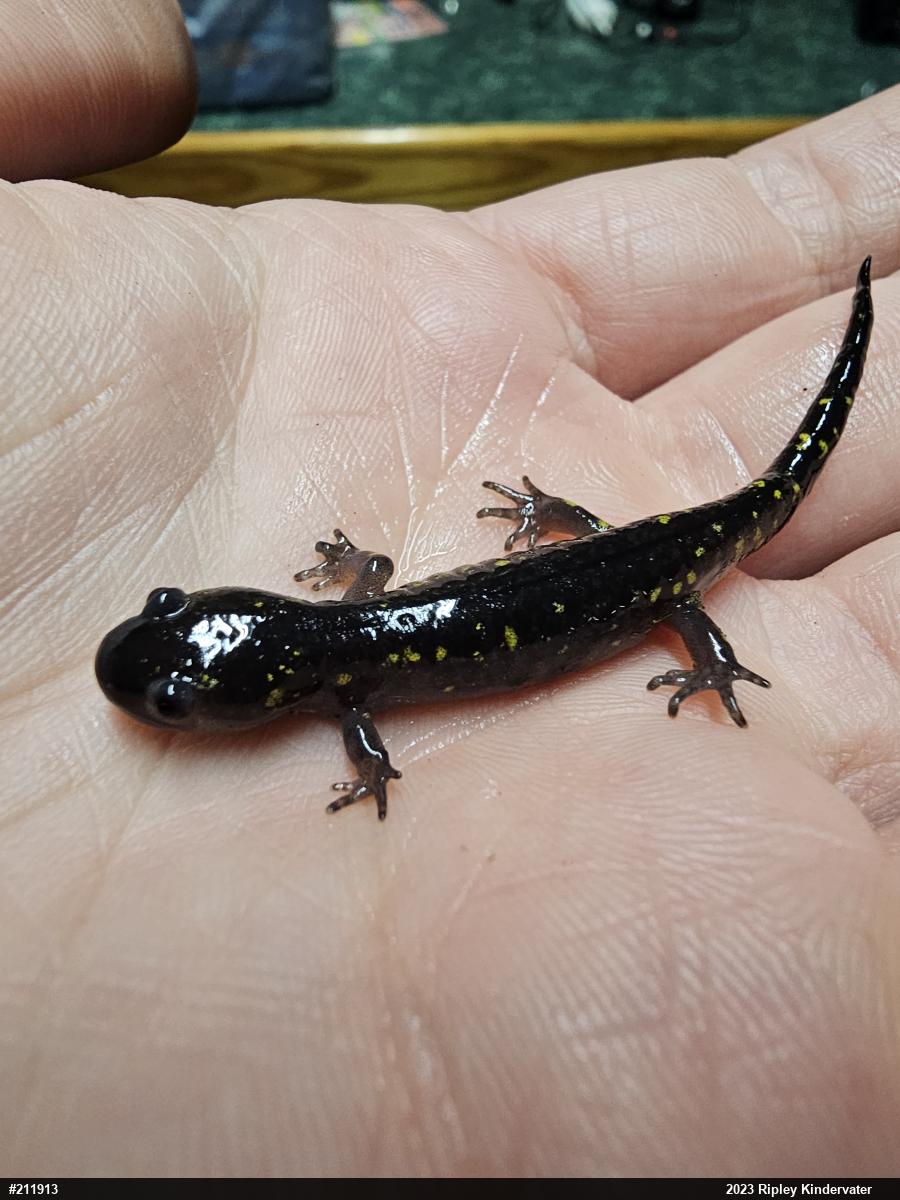 Spotted Salamander
