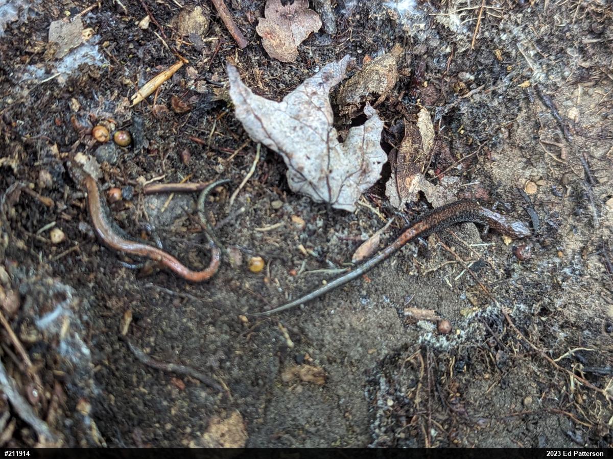 Eastern Red-backed  Salamander