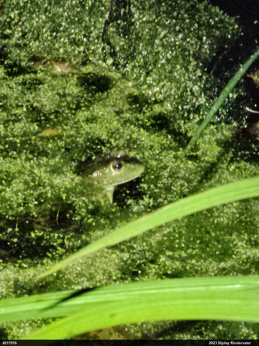 American Bullfrog