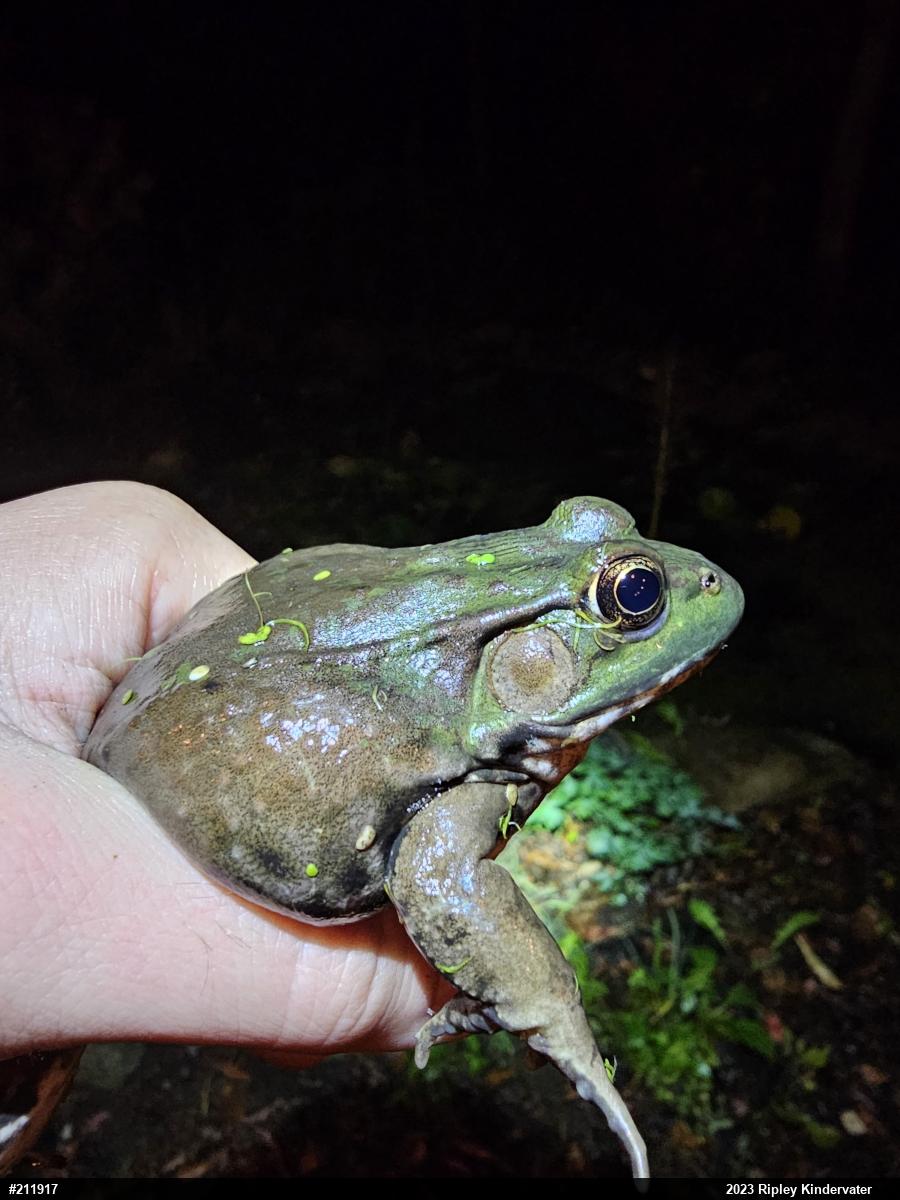 Green Frog