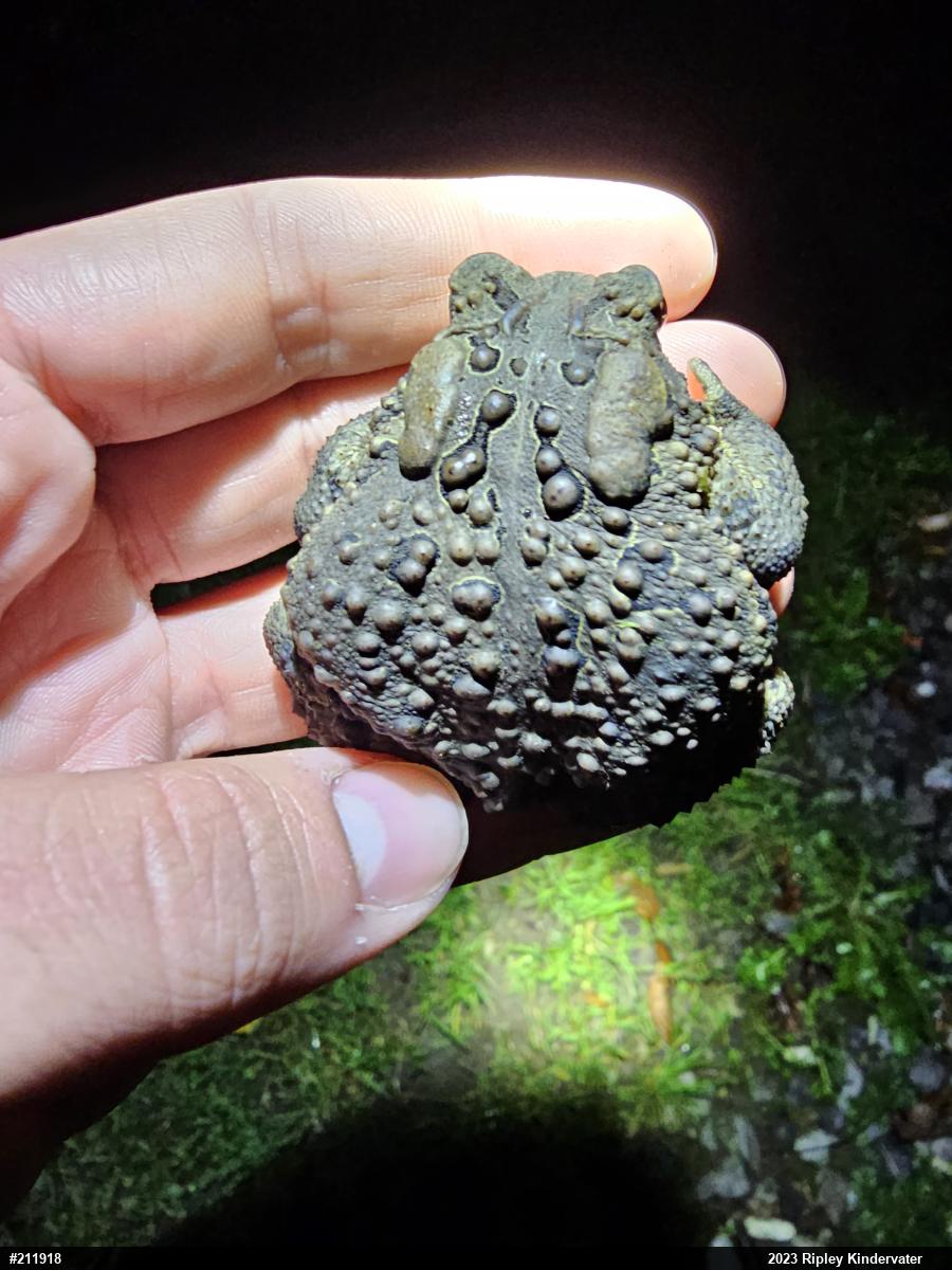 Eastern American Toad