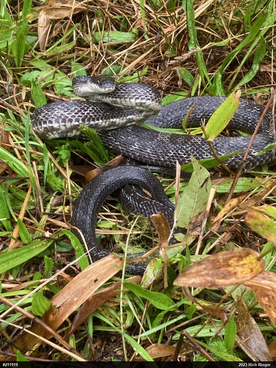 Eastern Ratsnake